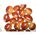 China Dandong Chestnut for sale 2013 crop big size